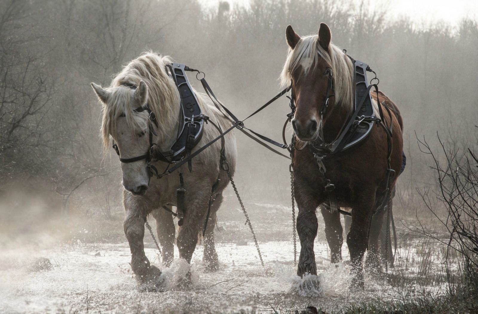l énergie cheval dans le cher 18)