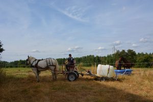 Distribution eau et soins des chevaux